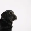 Labrador czarny - charakter