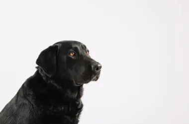 Labrador czarny - charakter