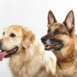 Labrador a owczarek niemiecki - podobieństwa