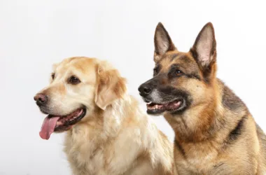 Labrador a owczarek niemiecki - podobieństwa