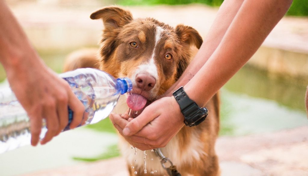 dog helping dog thirsty dog animal 2982426