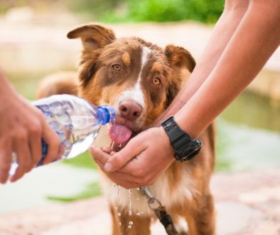 dog helping dog thirsty dog animal 2982426