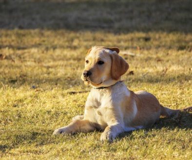 dog puppy pet golden retriever 5632005