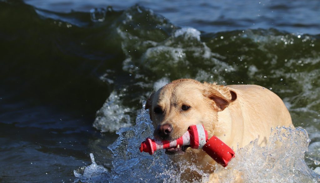 labrador beach fetch dog 5958751