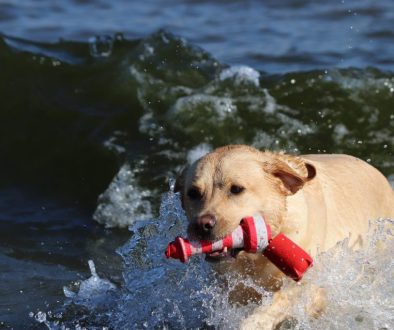 labrador beach fetch dog 5958751