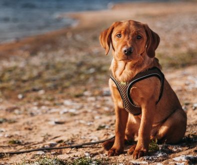 labrador dog mammal animal 8128379