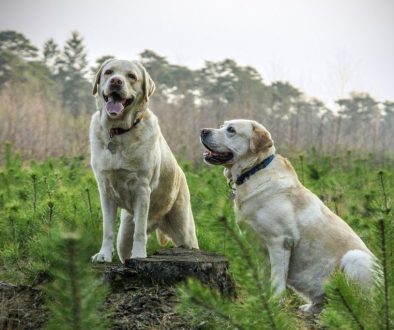 labrador race dogs animal animals 805838